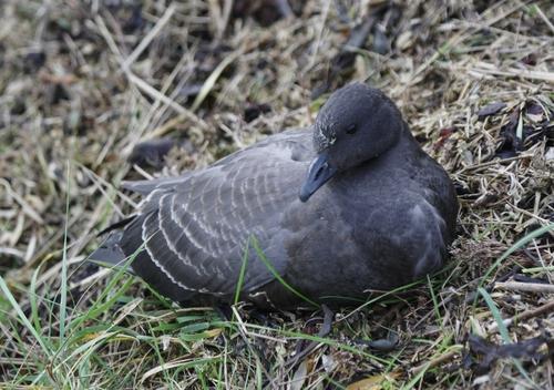 Ringelgans (Jungvogel)