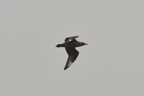 Skua