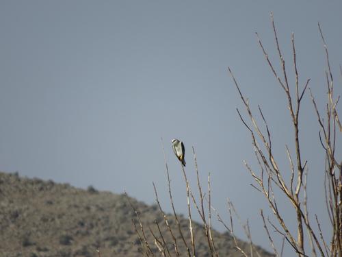 Gleitaar (Jungvogel)