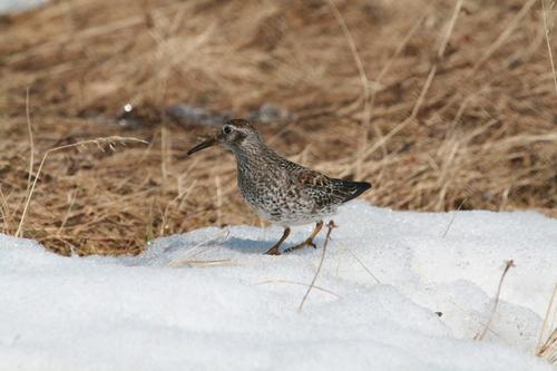 Meerstrandläufer