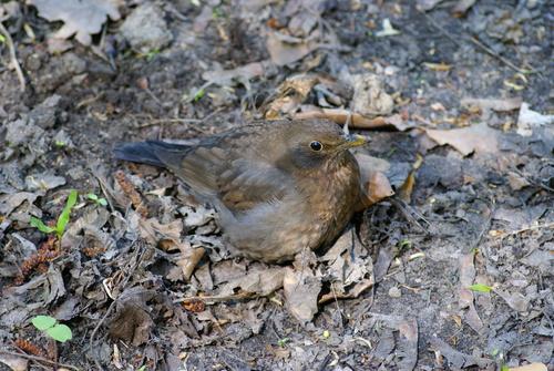 Amsel (Jungvogel)