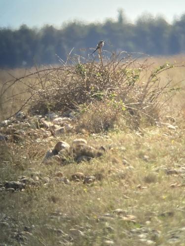 Iberienraubwürger (Jungvogel)