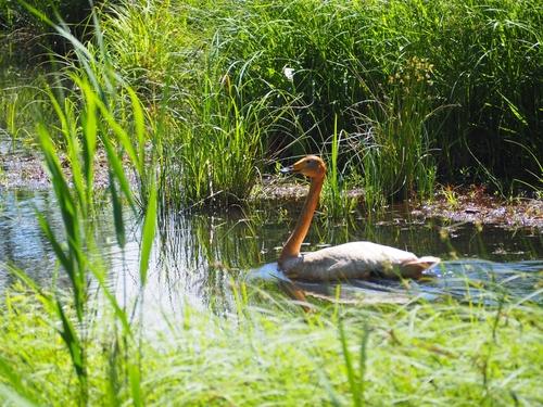 Singschwan (Jungvogel)