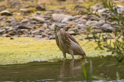 Rallenreiher (Jungvogel)