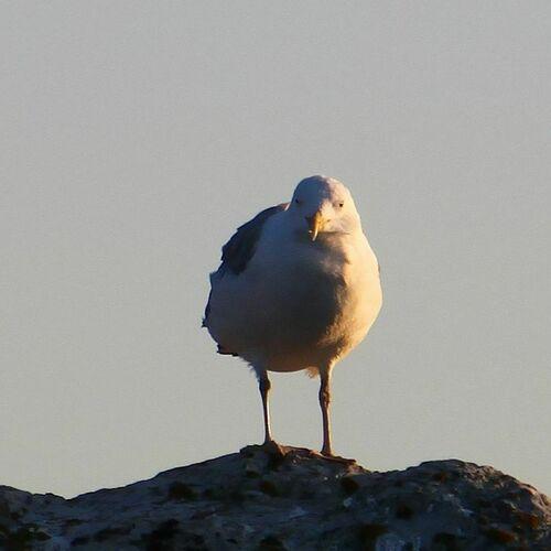 Mittelmeermöwe