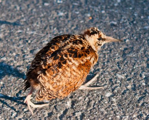 Waldschnepfe (Jungvogel)