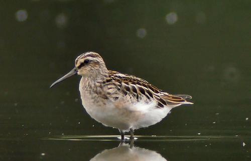 Sumpfläufer