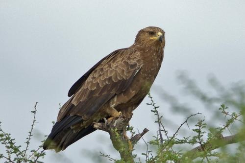 Schreiadler