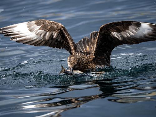 Skua