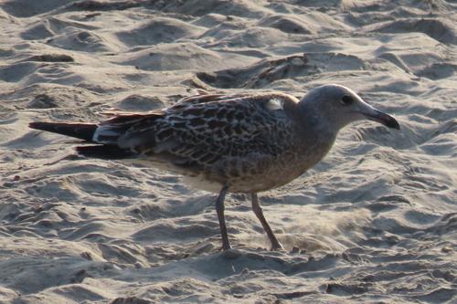 Korallenmöwe (Jungvogel)