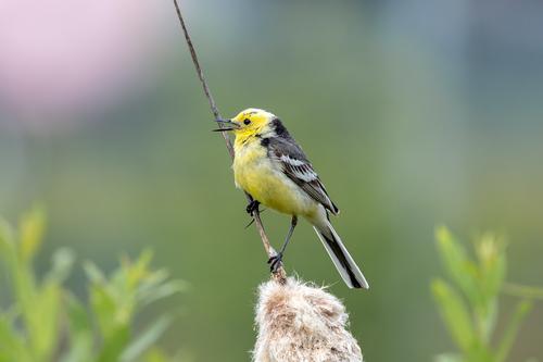 Zitronenstelze (Jungvogel)