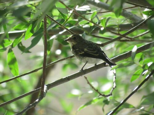 Halbringschnäpper (Jungvogel)