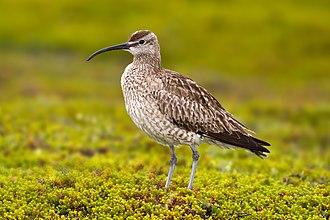 Regenbrachvogel