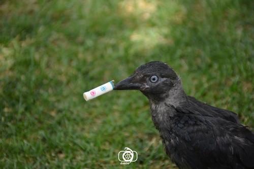 Dohle (Jungvogel)