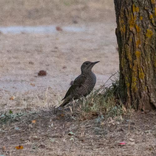 Iberiengrünspecht (Jungvogel)