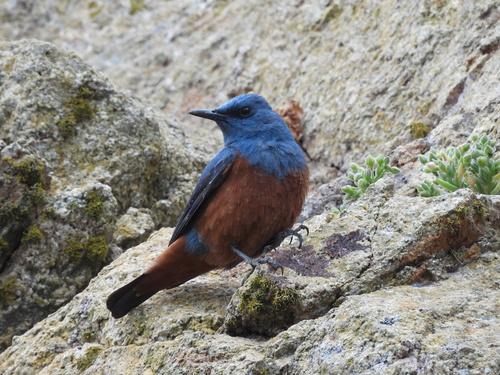Blaumerle