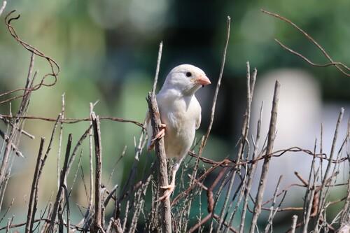 Haussperling (Jungvogel)