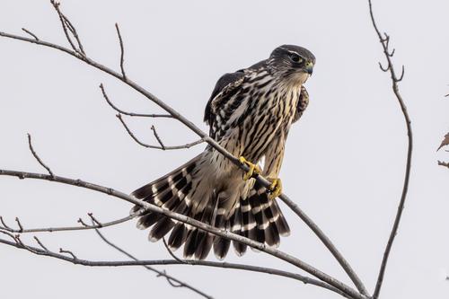 Merlin (Jungvogel)