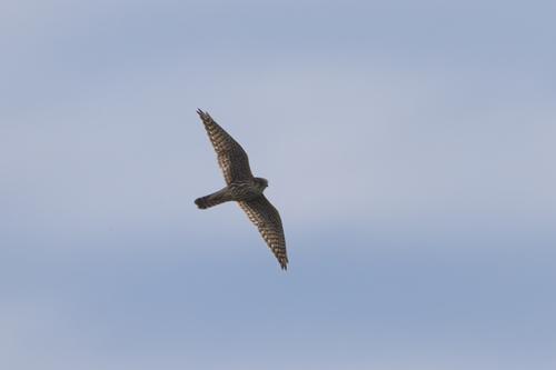 Merlin (Jungvogel)