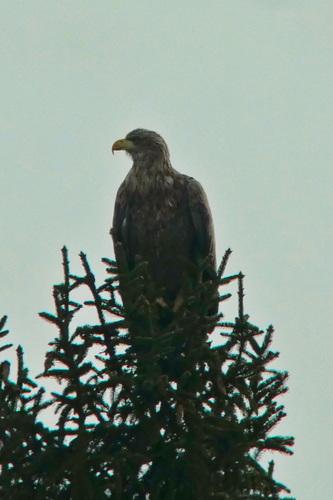 Seeadler