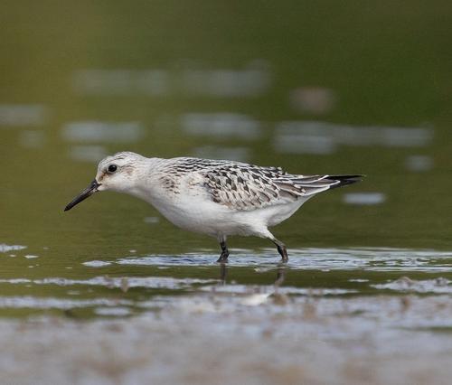 Sanderling (Männchen)