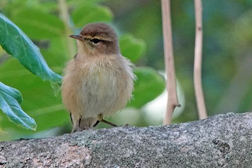 Kanarenzilpzalp (Jungvogel)