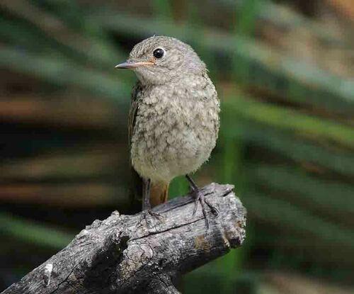 Gartenrotschwanz (Jungvogel)