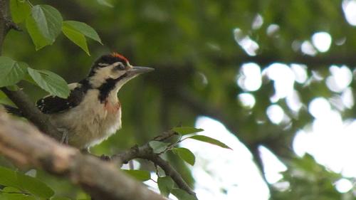 Blutspecht (Jungvogel)