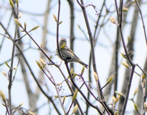 Erlenzeisig (Jungvogel)