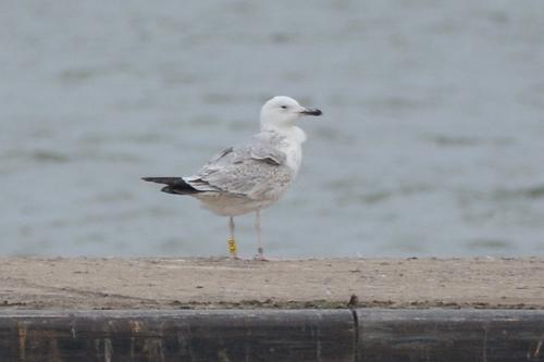Steppenmöwe (Jungvogel)
