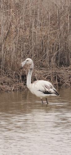 Rosaflamingo (Jungvogel)