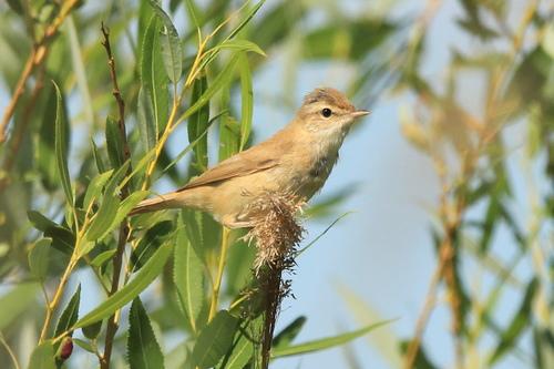 Feldrohrsänger (Jungvogel)