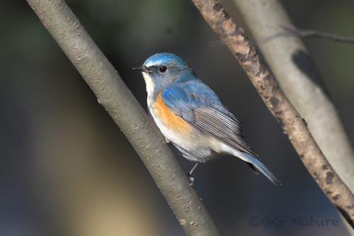 Blauschwanz