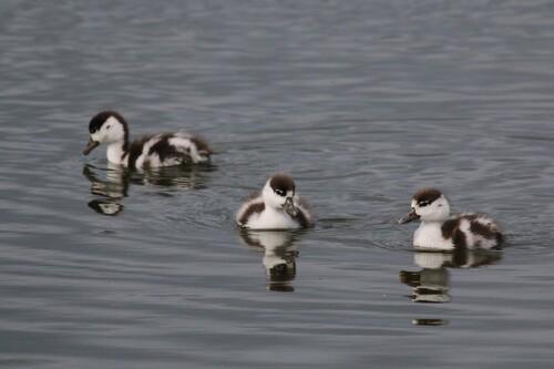 Brandgans (Jungvogel)