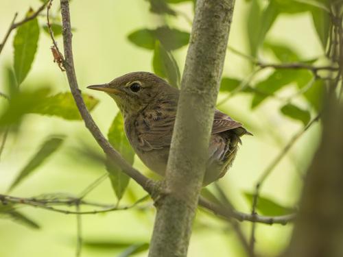 Feldschwirl (Jungvogel)