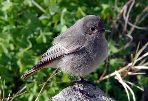 Hausrotschwanz (Jungvogel)