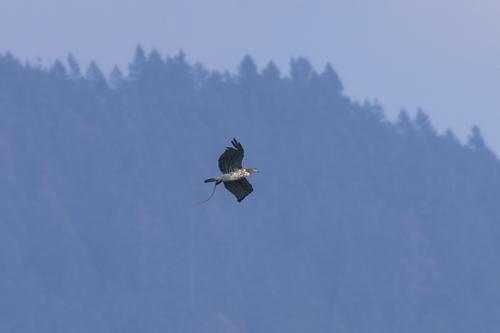Schlangenadler