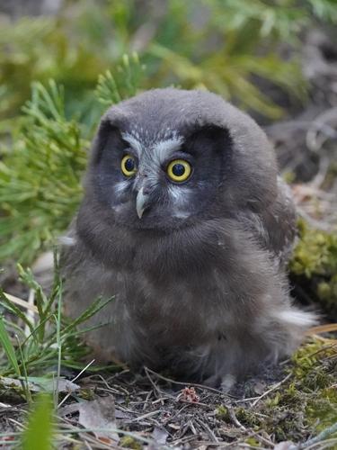 Raufußkauz (Jungvogel)