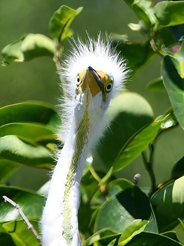 Silberreiher (Jungvogel)