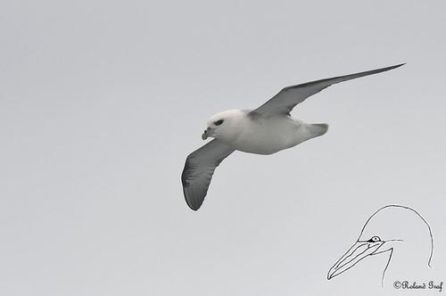 Eissturmvogel
