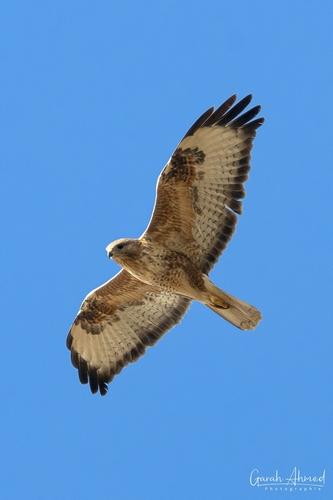 Adlerbussard