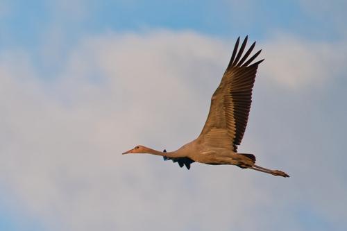 Kranich (Jungvogel)