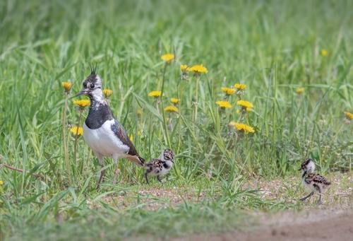 Kiebitz (Jungvogel)