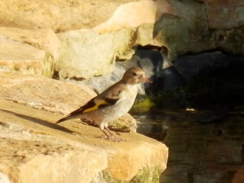 Stieglitz (Jungvogel)