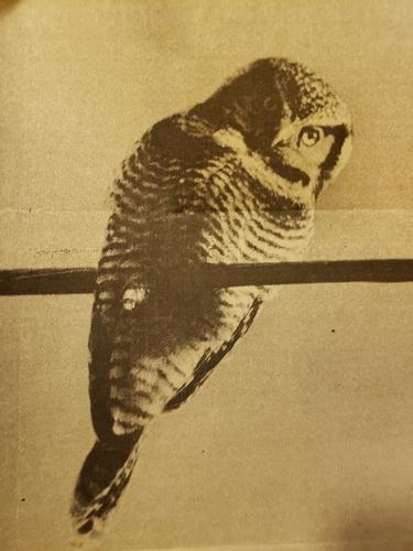 Sperbereule