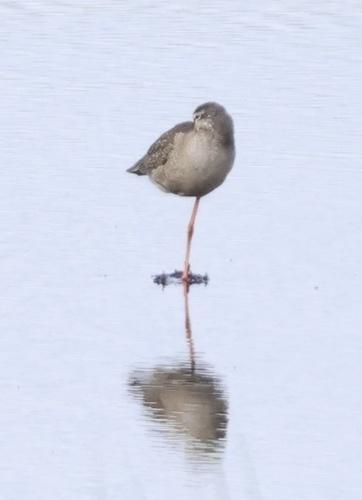 Dunkelwasserläufer (Jungvogel)
