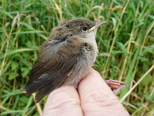 Seidensänger (Jungvogel)
