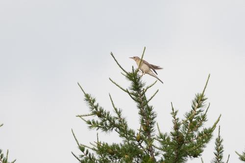 Brachpieper