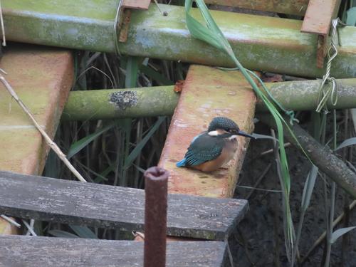 Eisvogel (Jungvogel)