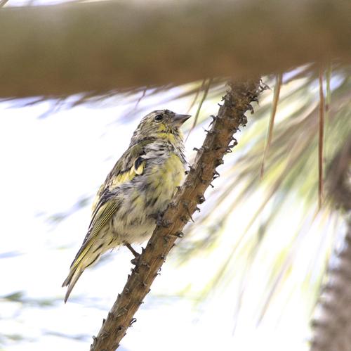 Erlenzeisig (Jungvogel)